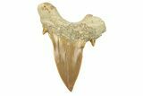 Large, Fossil Shark Tooth (Otodus) - Morocco #259919-1